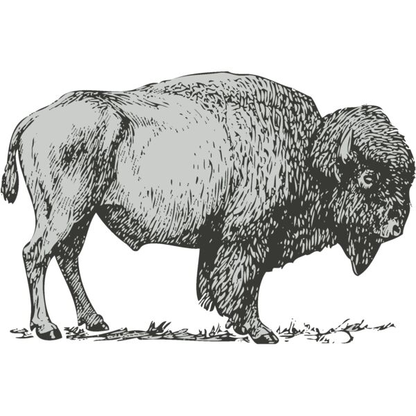 Animals   Buffalo Bison Thumbnail