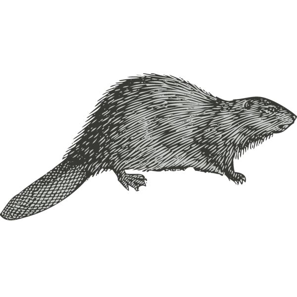 Animals   Beaver Otter Thumbnail