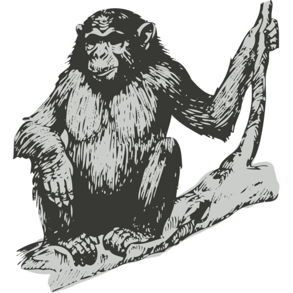 Animals   Chimpanzee Thumbnail