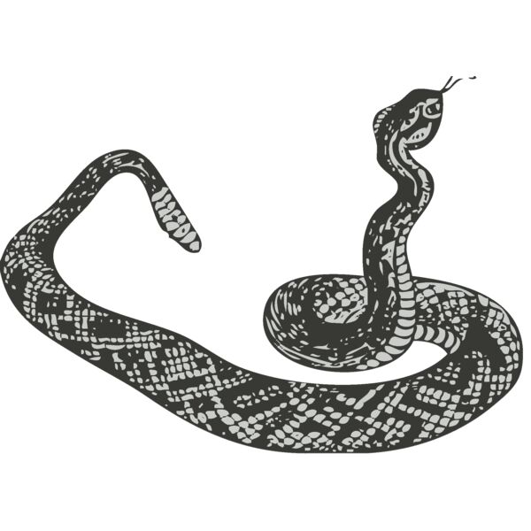Animals   Snake Thumbnail