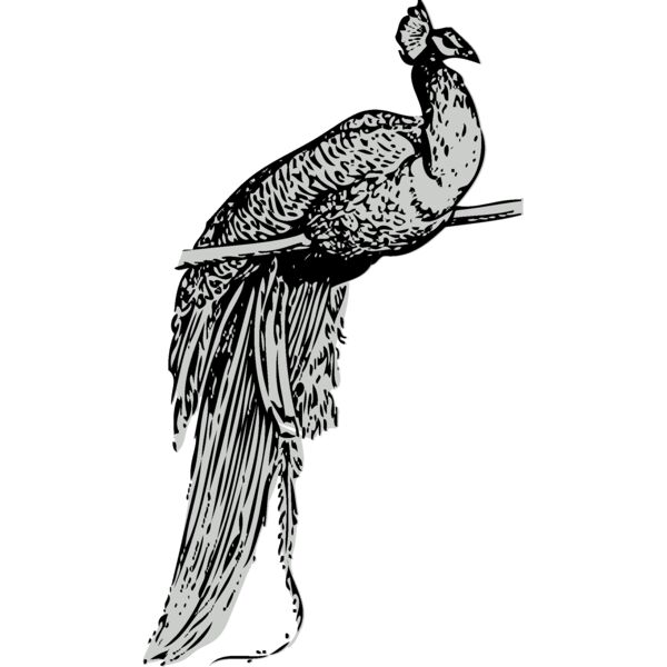 Bird   Peacock Thumbnail
