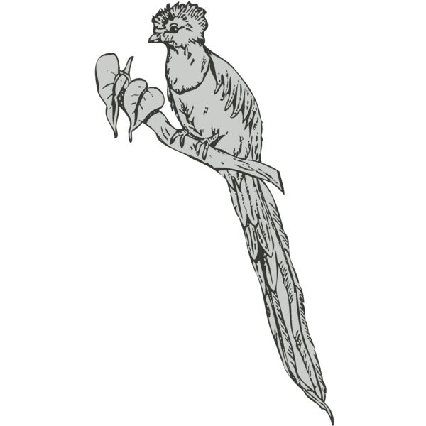Bird 1 Thumbnail