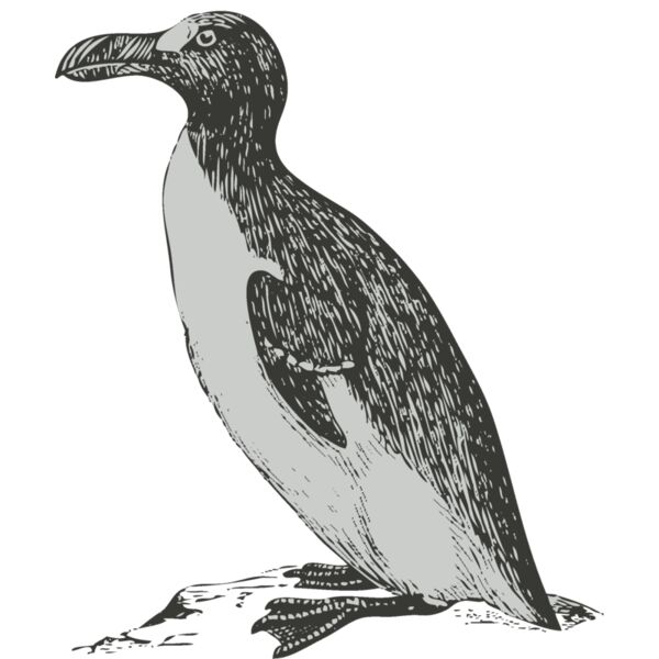 Bird   penguin Thumbnail